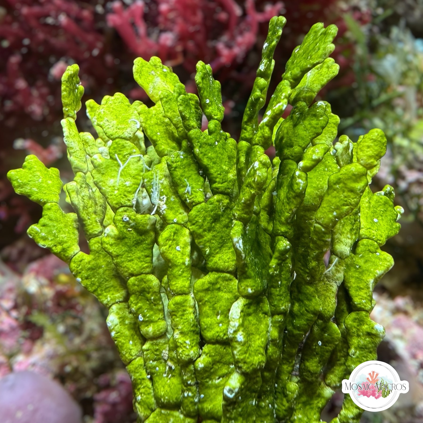 Cactus Halimeda Macroalgae