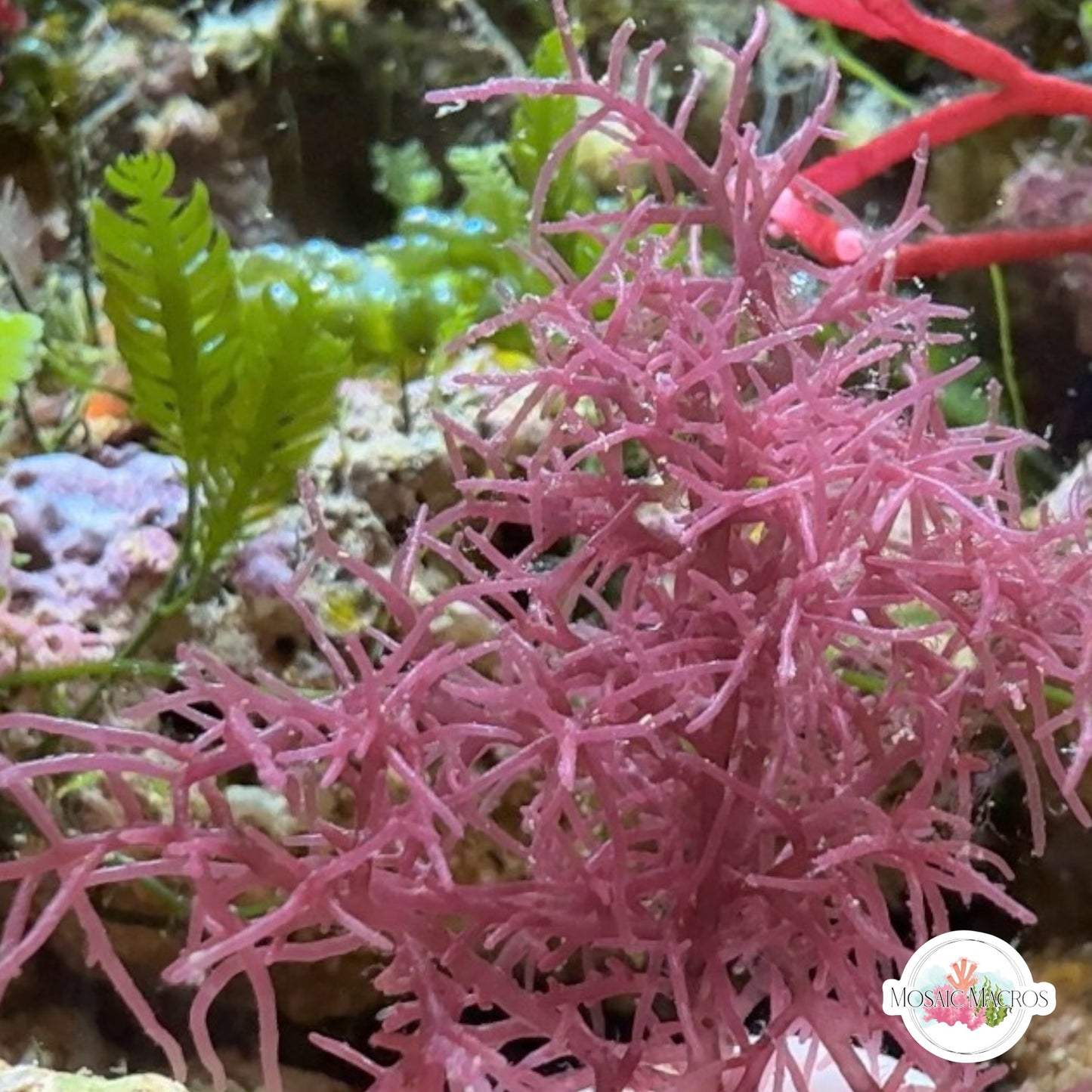 Purple Intricate Laurencia Macroalgae | Laurencia sp.
