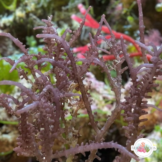 Purple Knobby Laurencia Macroalgae| Laurencia sp.