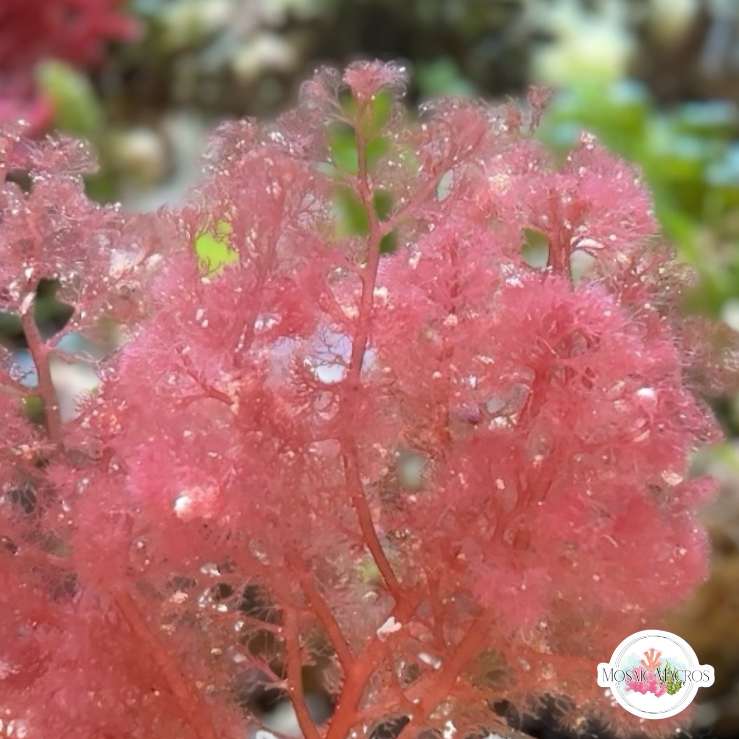 Flamingo Feather Macroalgae | Heterosiphonia gibbesii