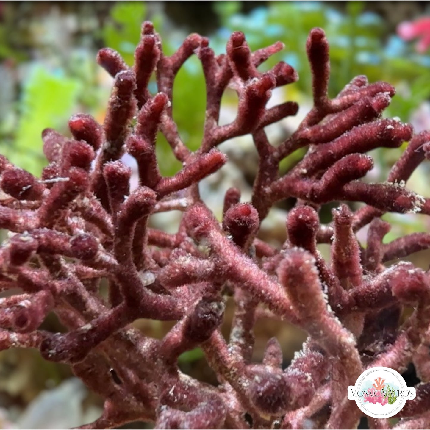 Bramble Thicket Macroalgae | Galaxaura sp.