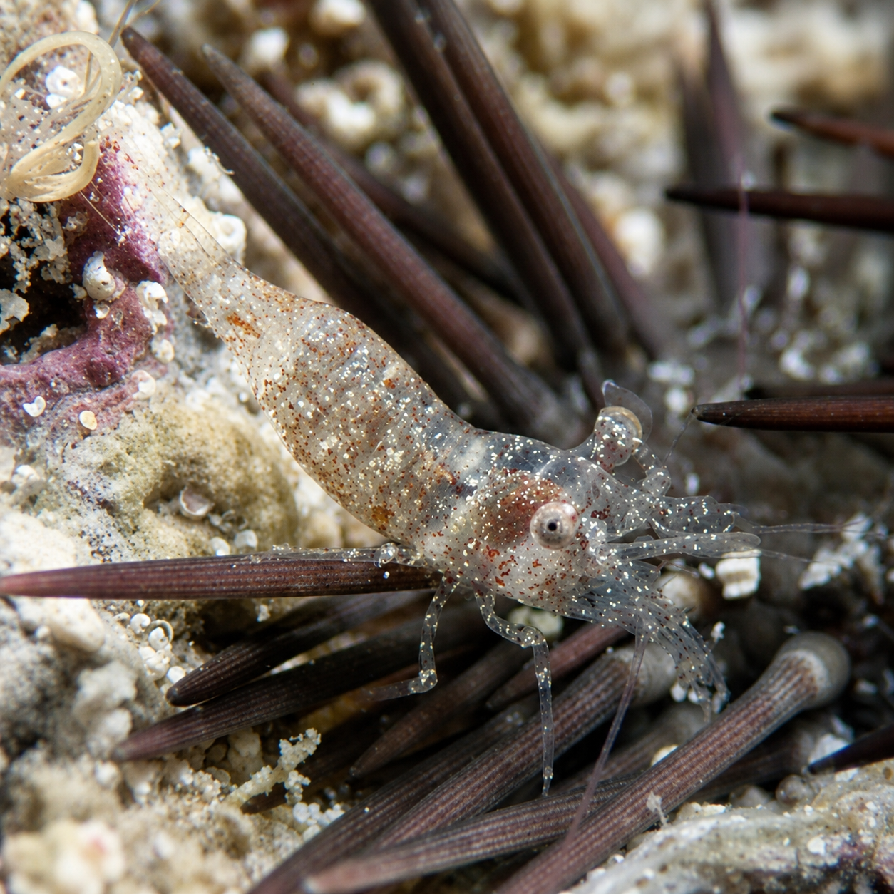 Sexy Ghost Anemone Shrimp | Thor manningi