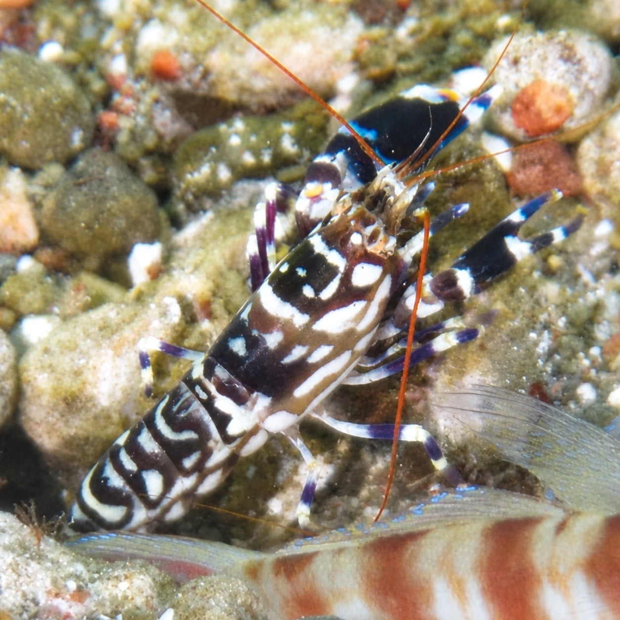 Tiger Pistol Shrimp | Alpheus bellulus