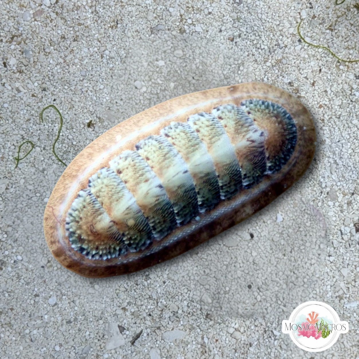 Slender Chiton | Stenoplax floridana