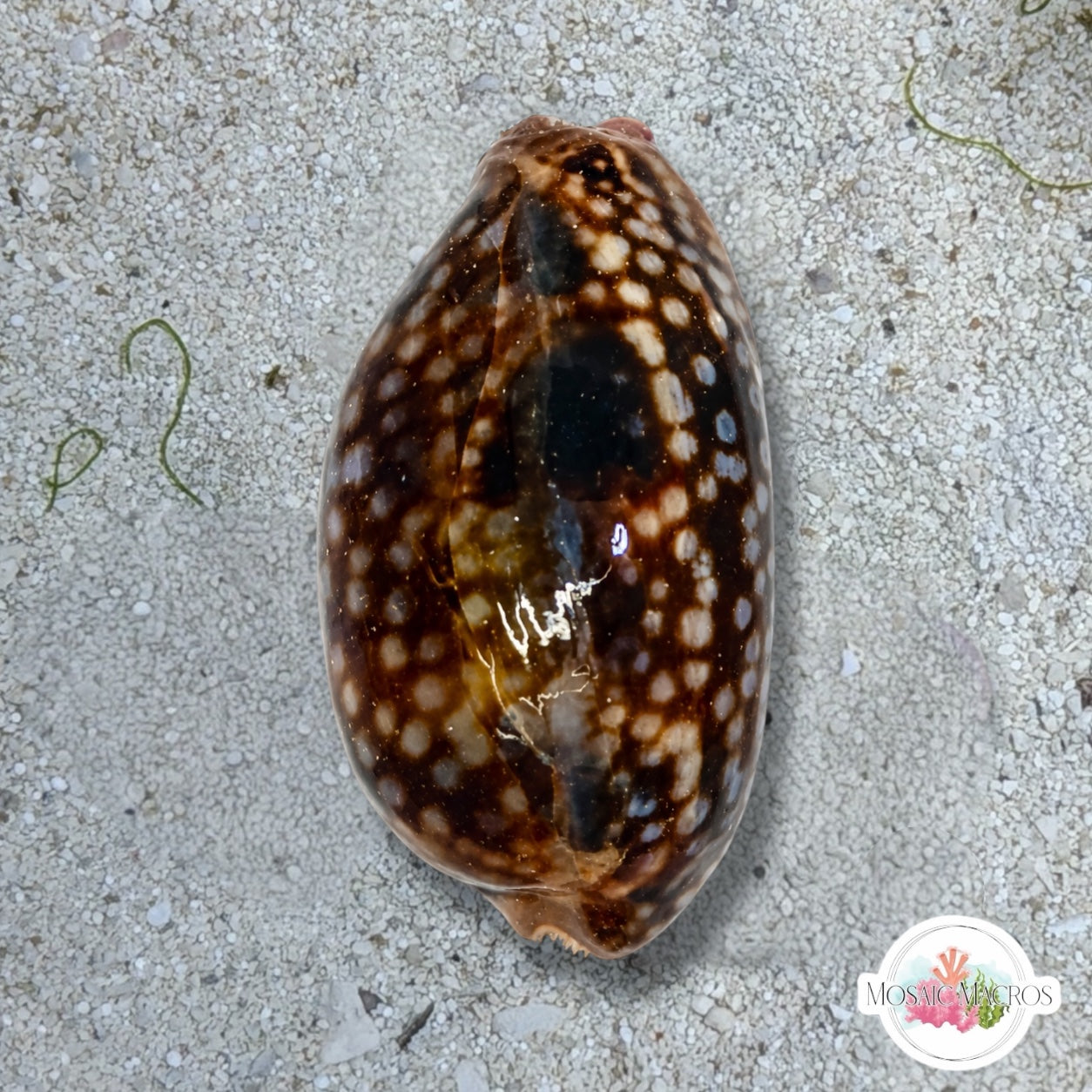 Atlantic Deer Cowrie Snail | Macrocypraea cervus