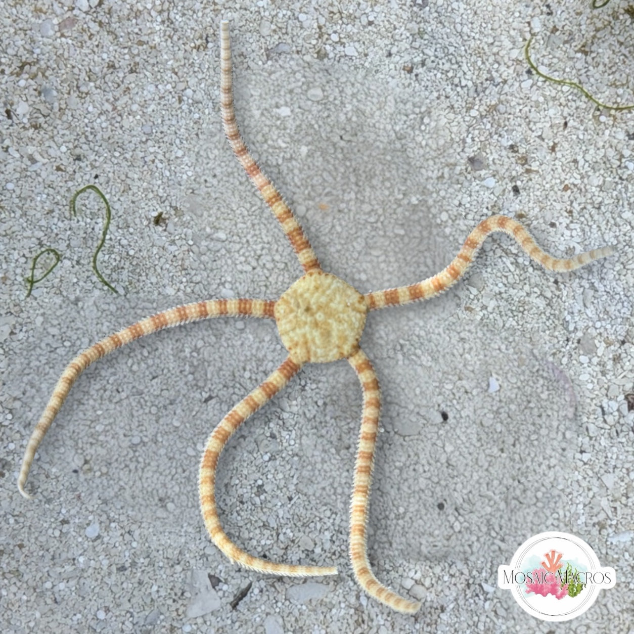 Orange-Banded Serpent Star | Ophiolepis elegans