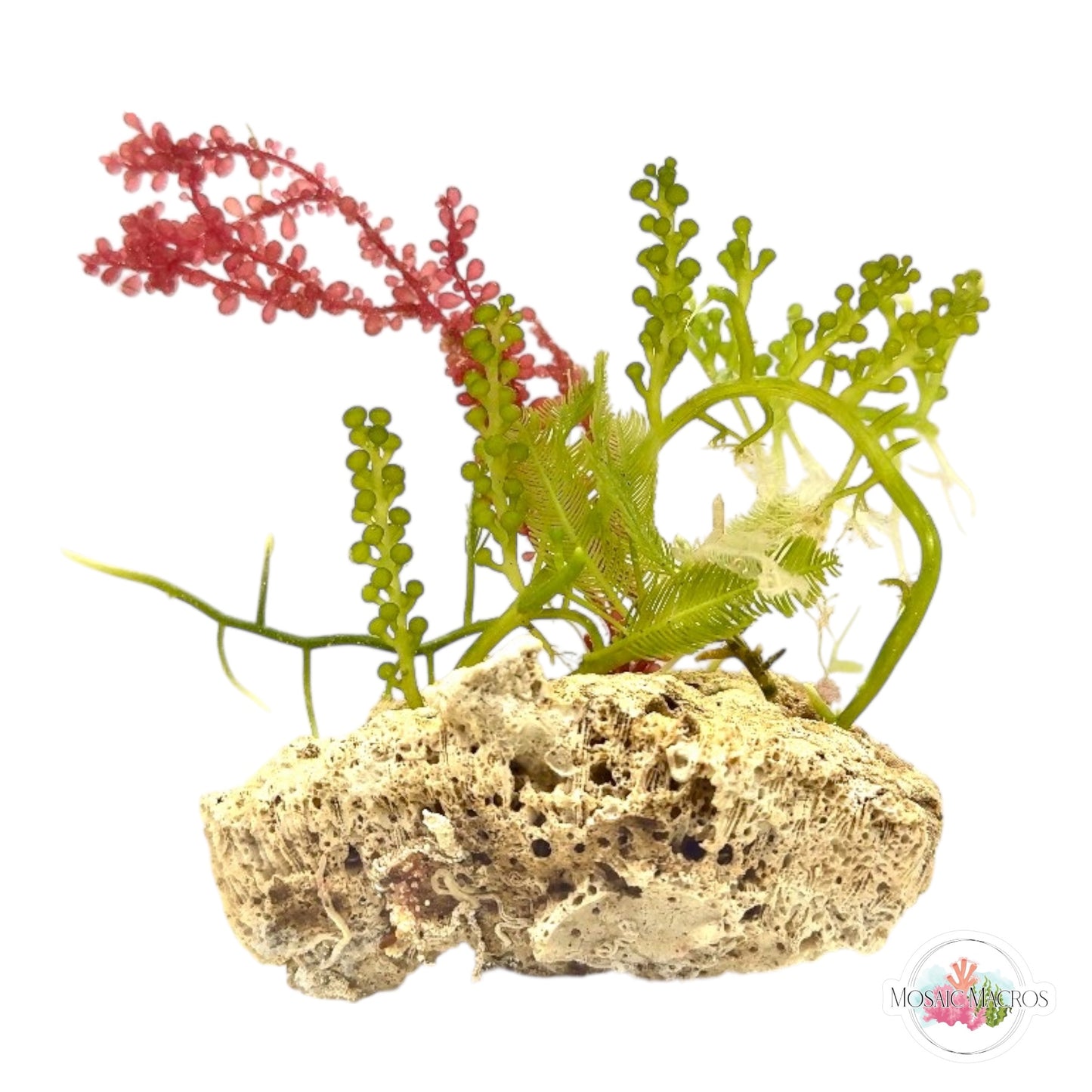 WYSWYG Red Grape & Caulerpa (Naturally Attached)