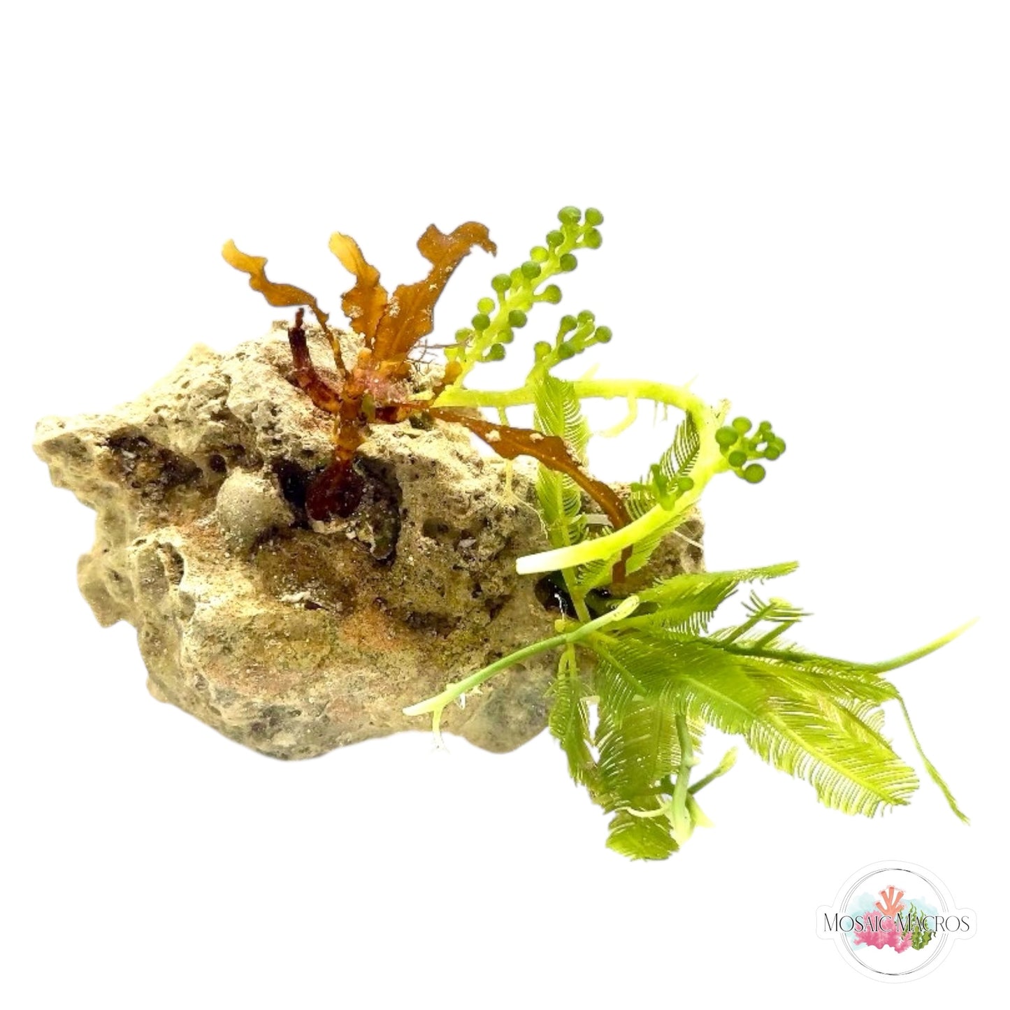 WYSWYG Sargassum & Caulerpa (Naturally Attached)