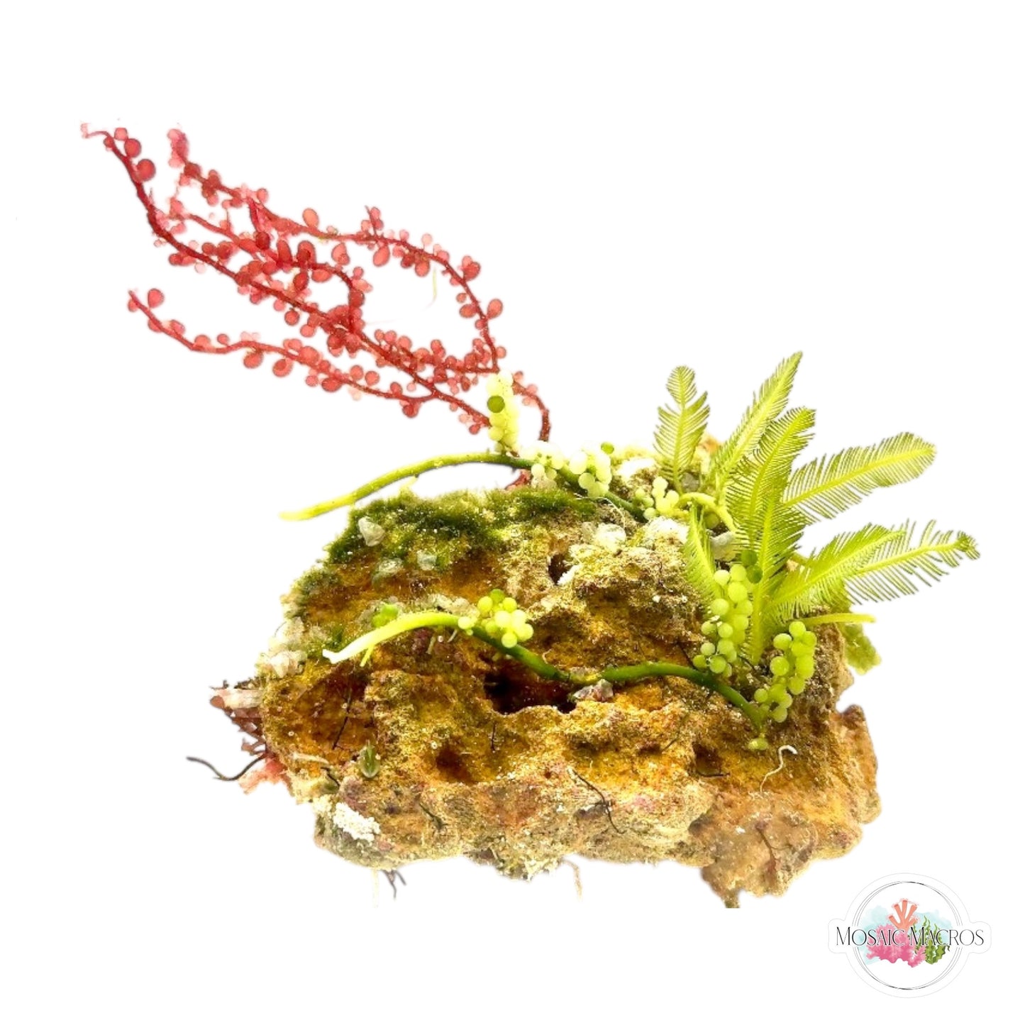 WYSWYG Red Grape & Caulerpa (Naturally Attached)