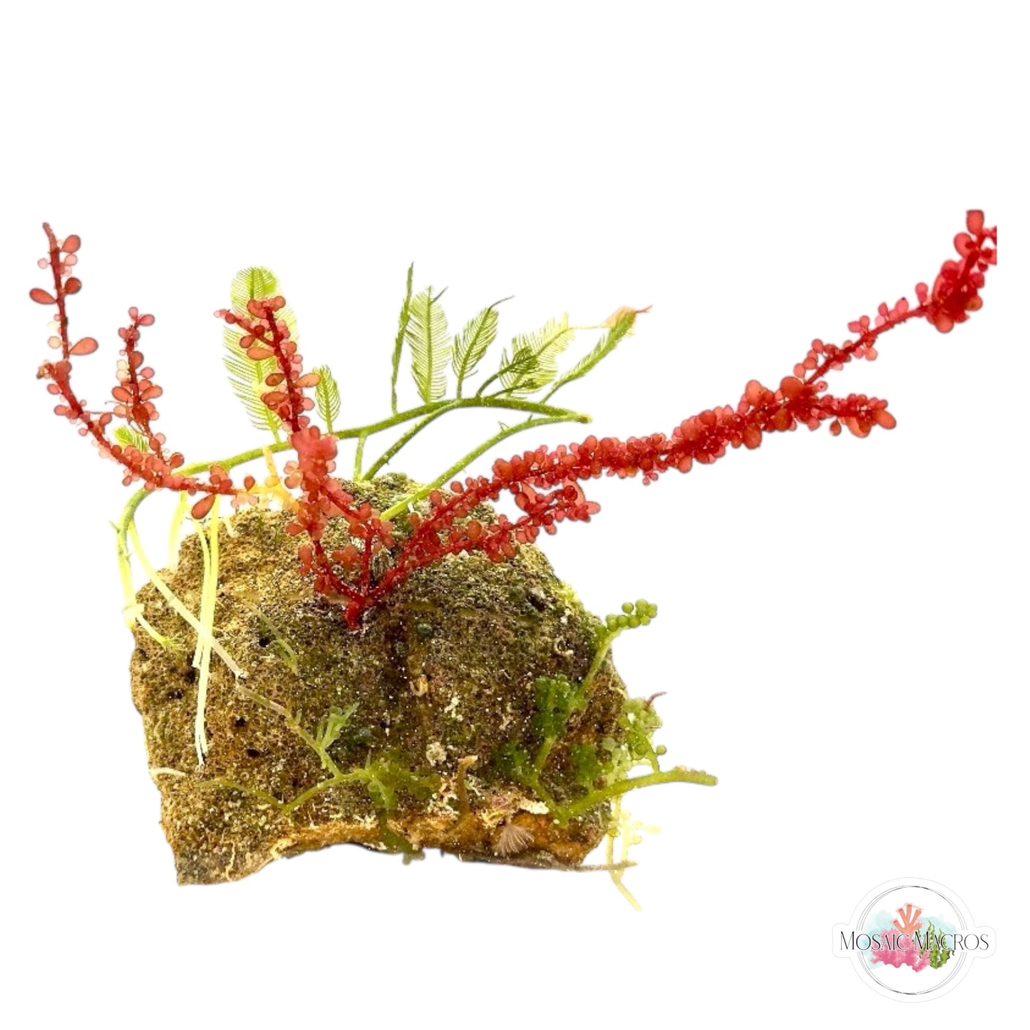 WYSWYG Red Grape & Caulerpa (Naturally Attached)