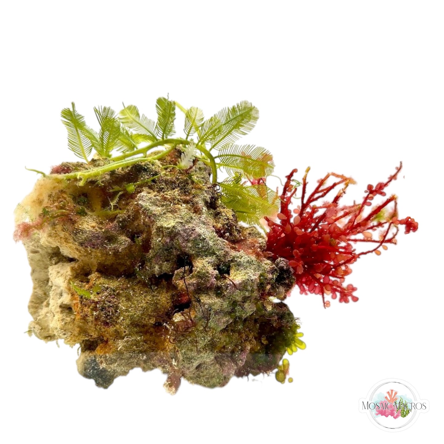 WYSWYG XL Red Grape & Caulerpa (Naturally Attached)