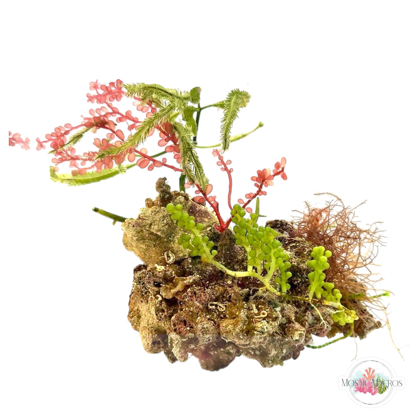 WYSWYG Red Grape, Purple Hypnea, & Caulerpa (Naturally Attached)