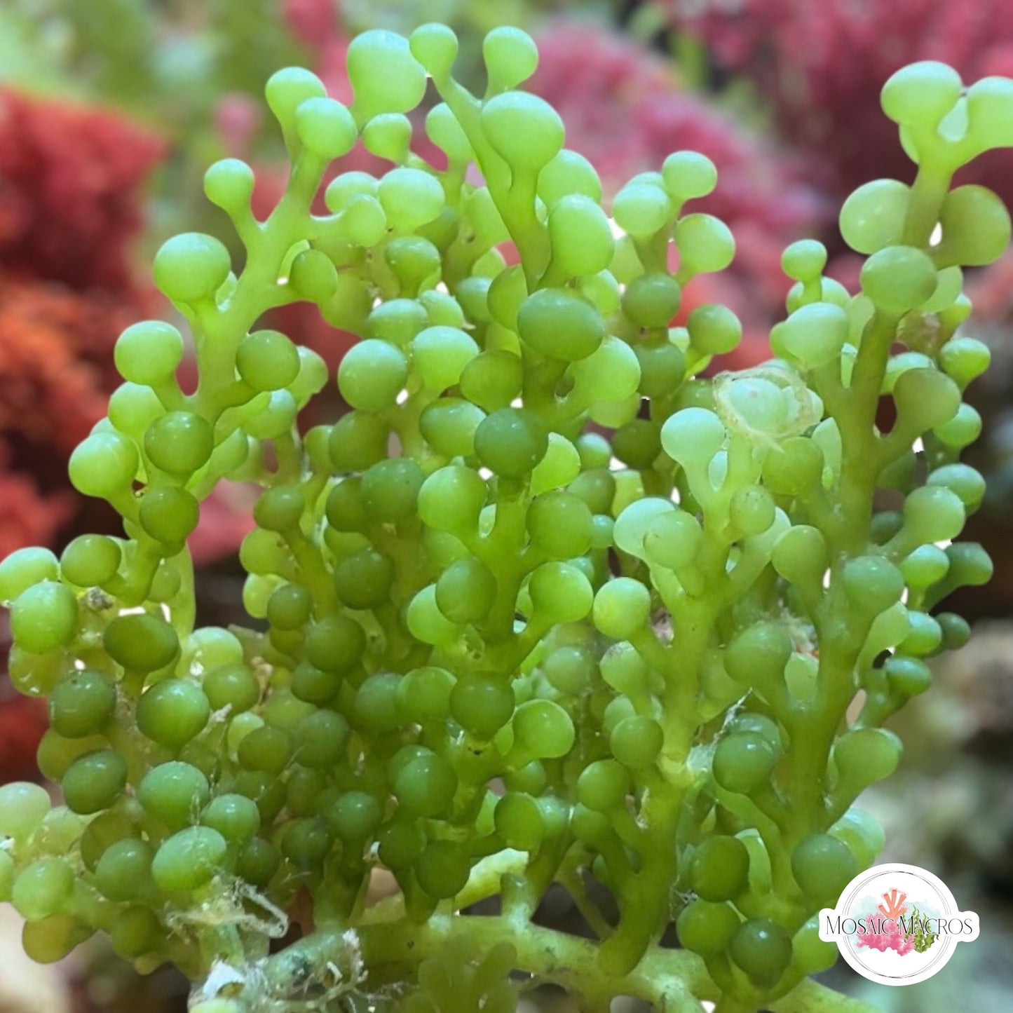 Green Bulb Caulerpa Macroalgae | Caulerpa racemosa var. Macrophysa