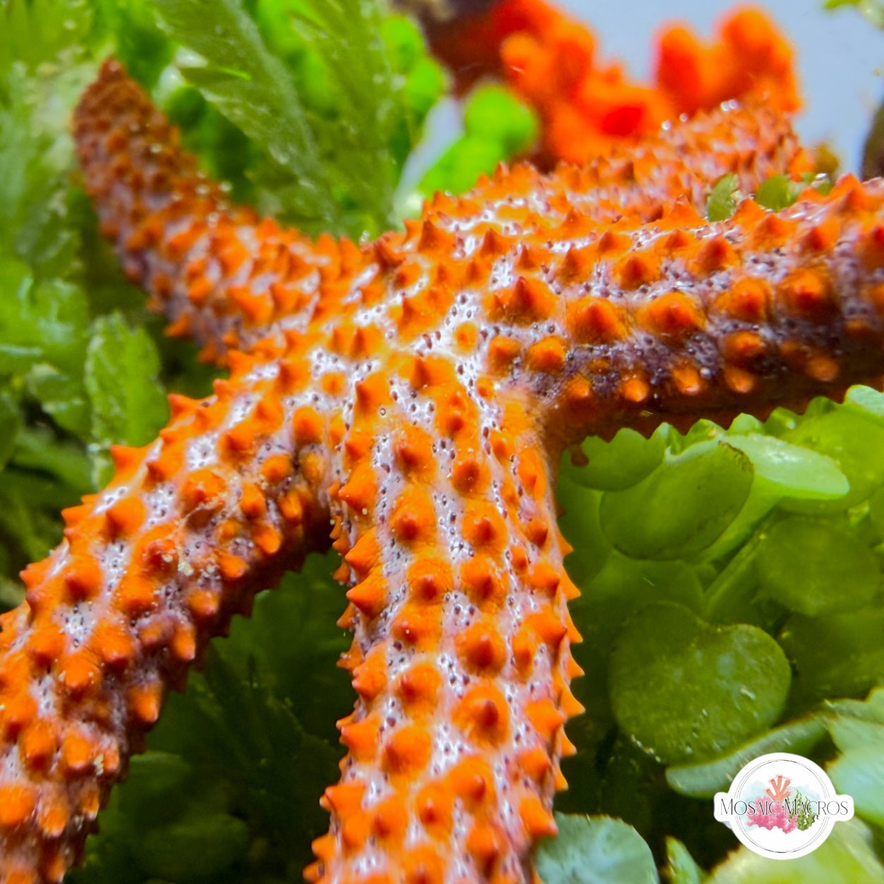 Indigo Ridge Reef Starfish | Echinaster spinulosus