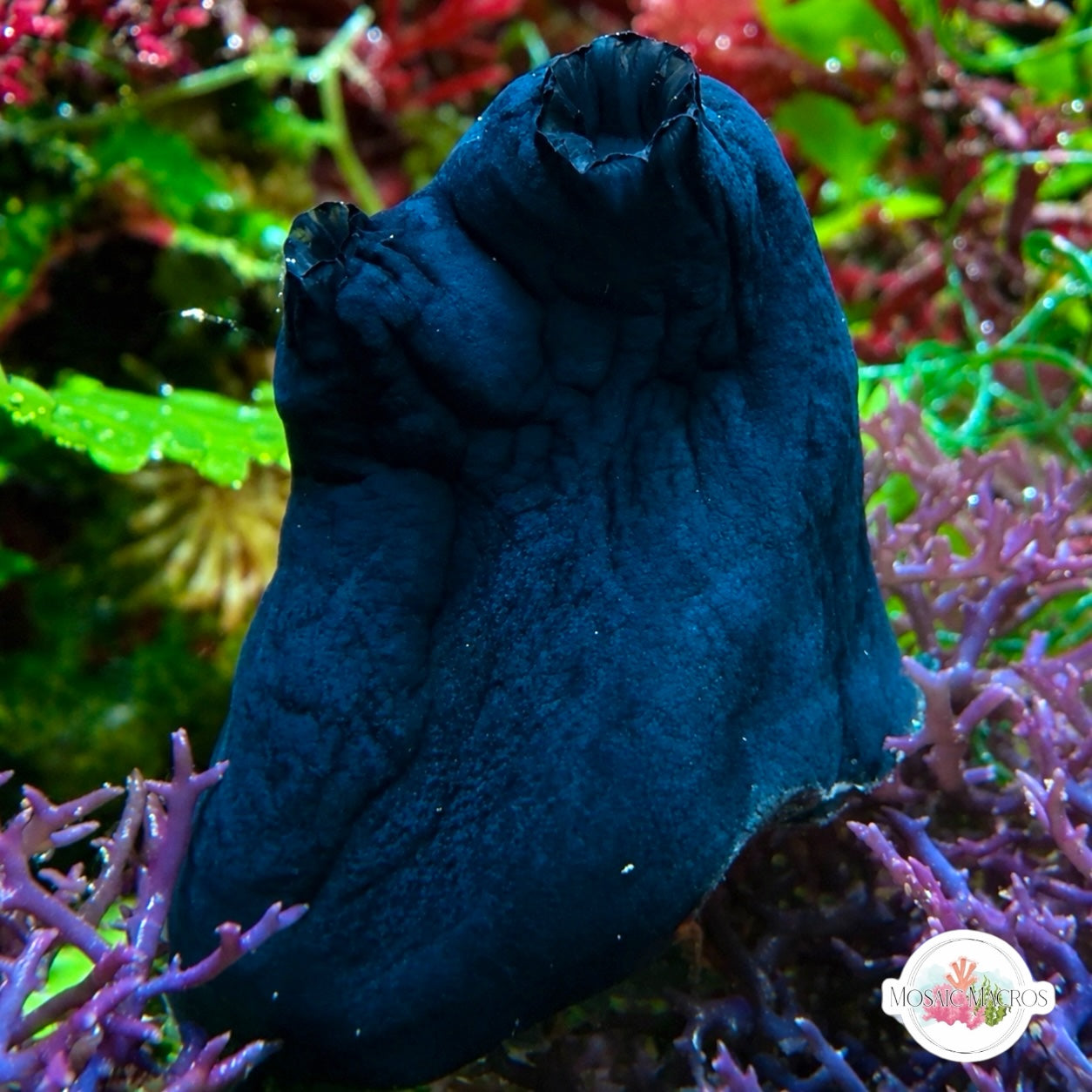 Navy Tunicate | Phallusia nigra