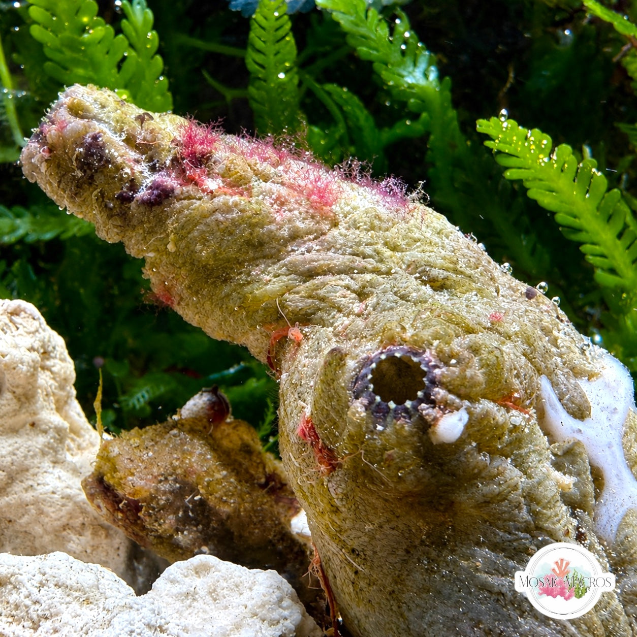 Green Giant Tunicate | Polycarpa spongiabilis
