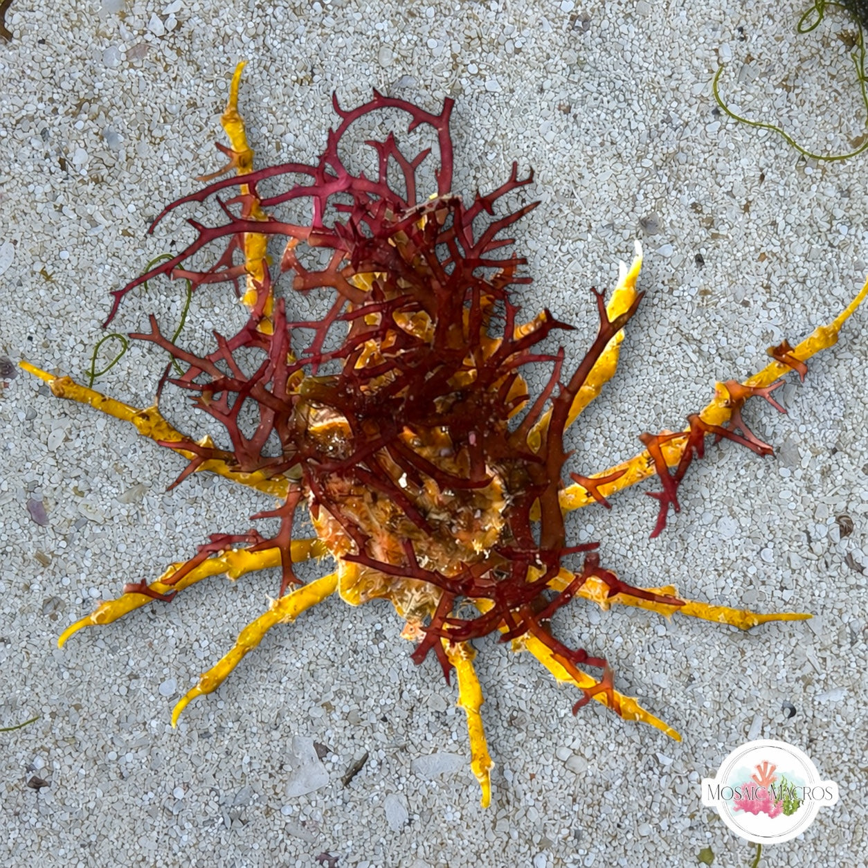 Gold Decorator Crab | Marcocoeloma sp.