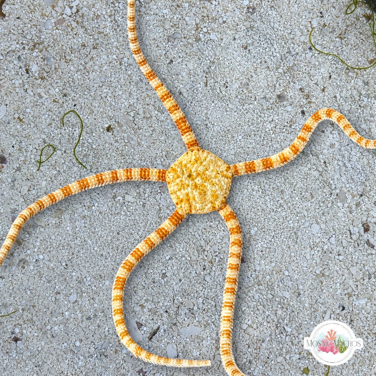 Orange-Banded Serpent Star | Ophiolepis elegans