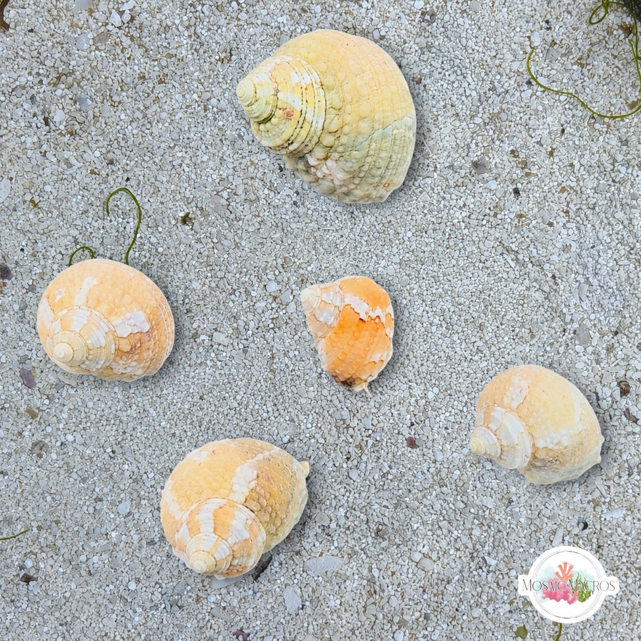 Mini Chestnut Turban Snail | Turbo castanea