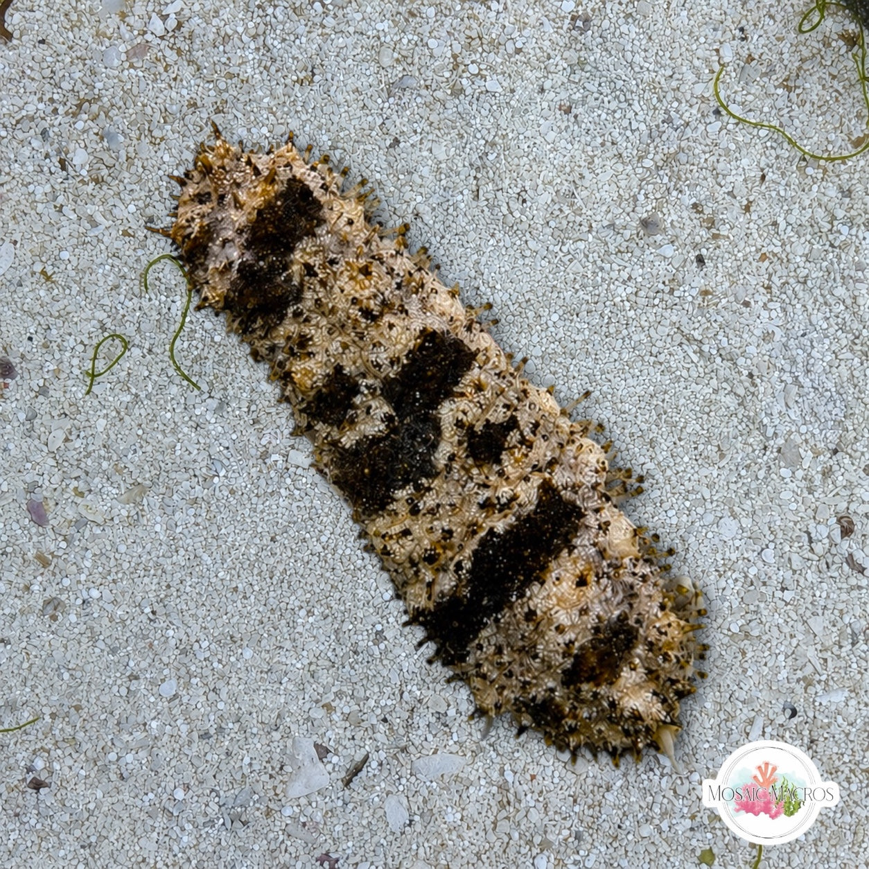 Striped Florida Sea Cucumber | Holothuria floridana