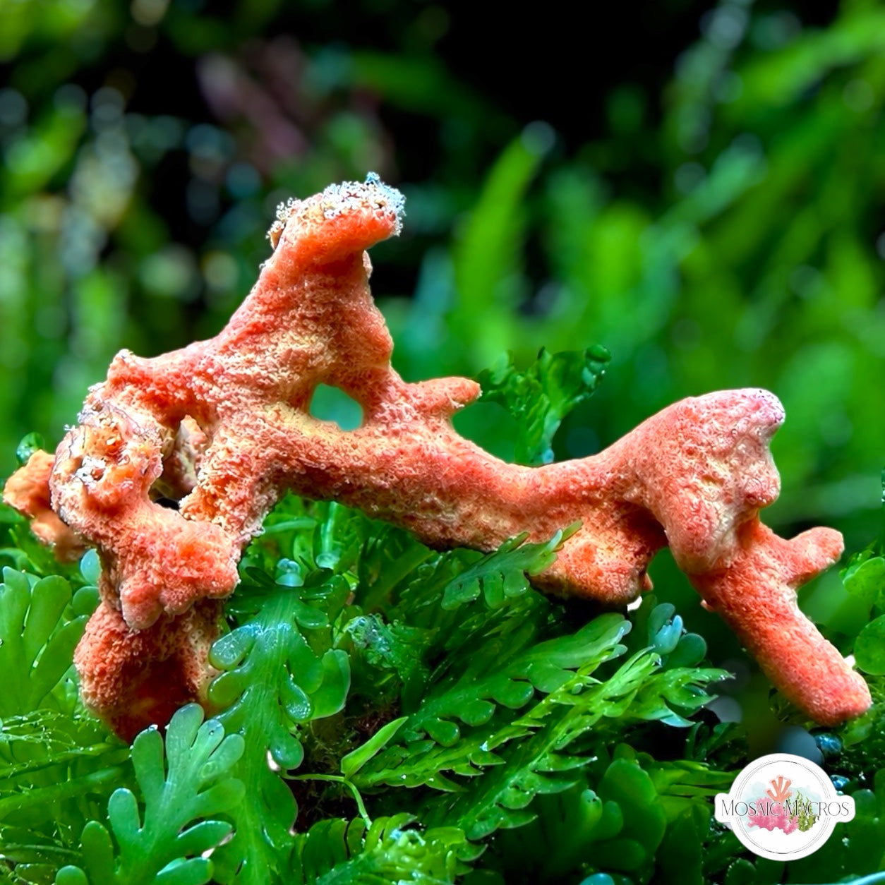 Orange Frilly Sponge | Unknown sp.