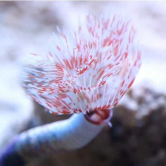 Coco Worm Feather Duster | Protula bispiralis