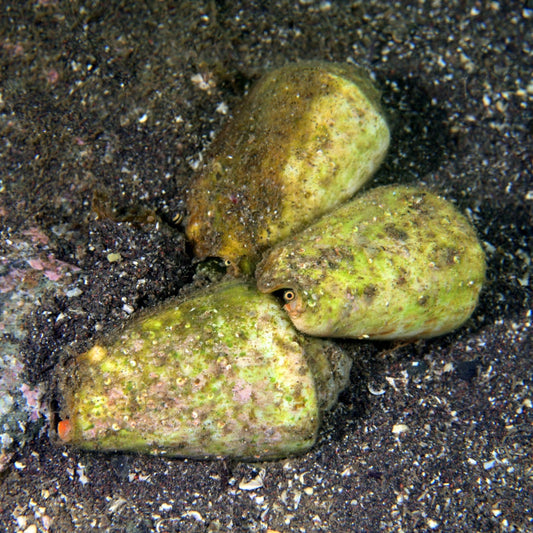 Tiger Conch Snail | Conomurex luhuanus