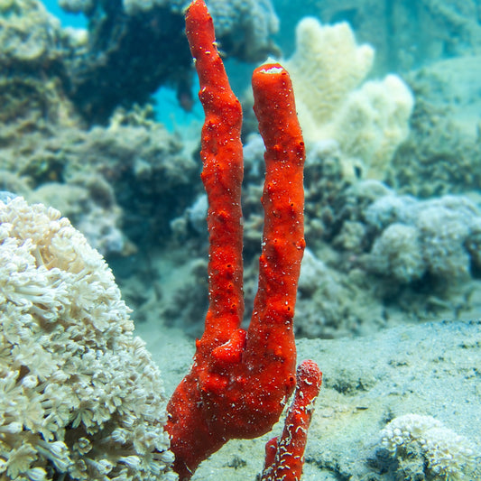Red Finger Sponge | Amphimedon compressa