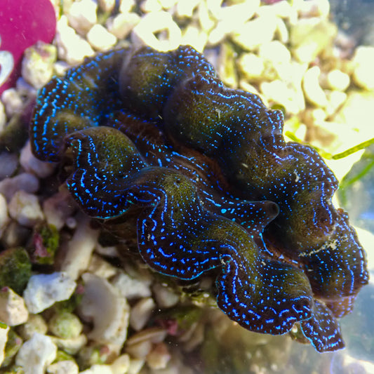 WYSWYG Blue Crocea Clam | Tridacna crocea