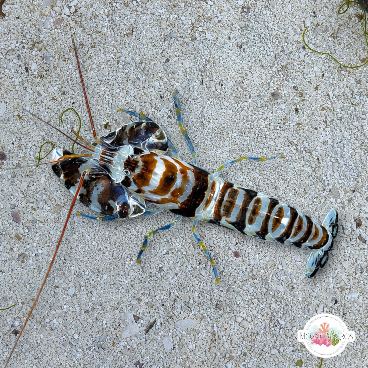 Banded Pistol Shrimp | Alpheus sp.