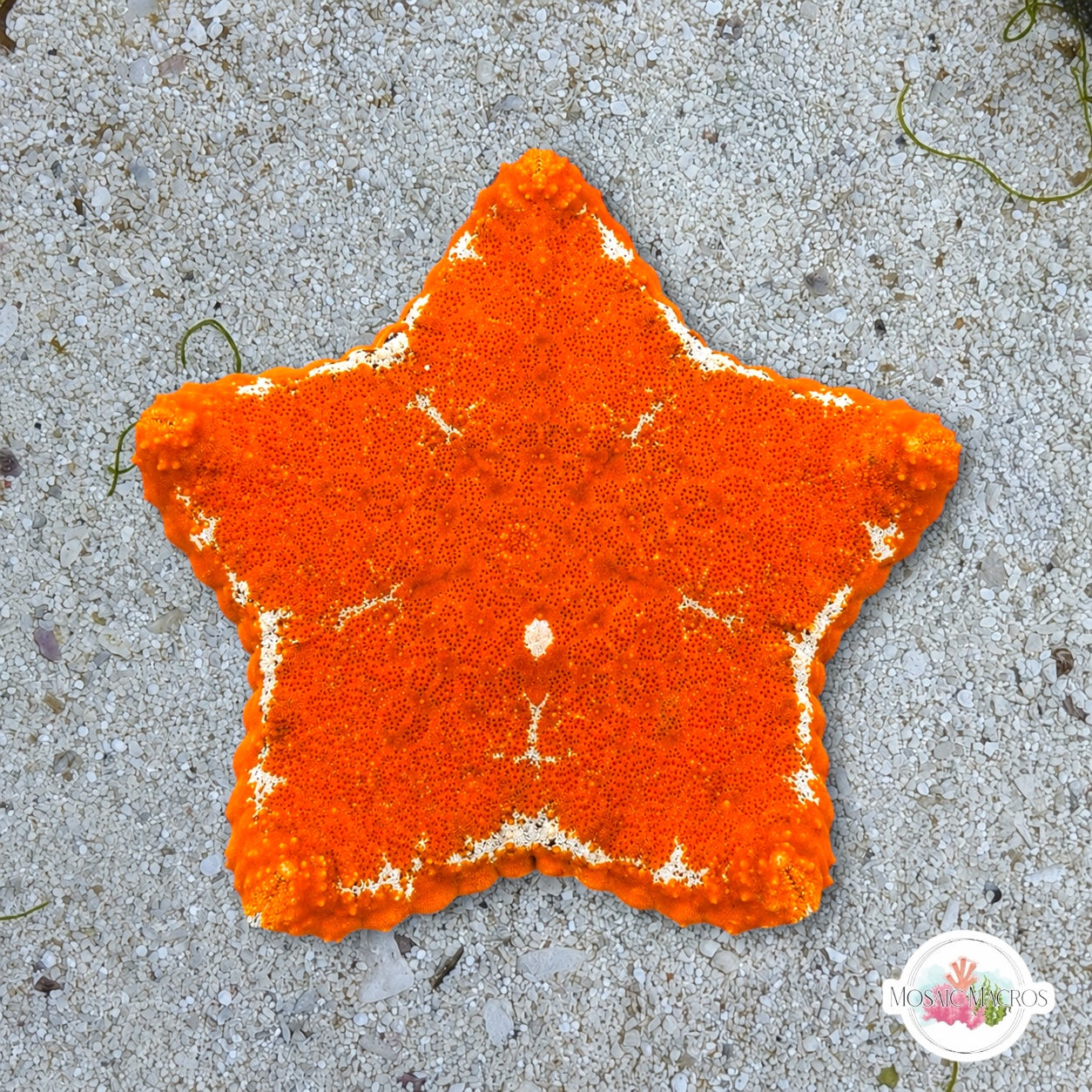 Colorful Biscuit Starfish | Tosia sp.