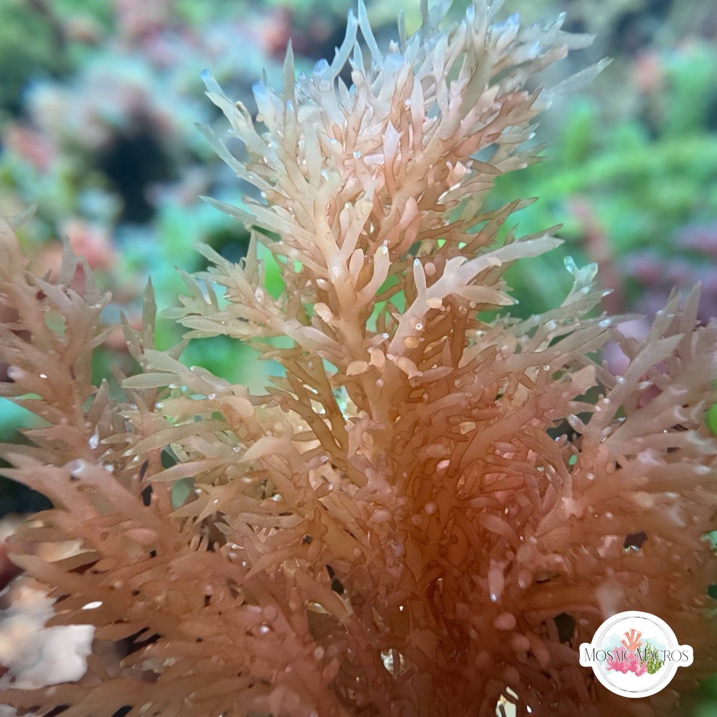 Orange Thornbush Gracilaria Macroalgae | Gracilaria sp.