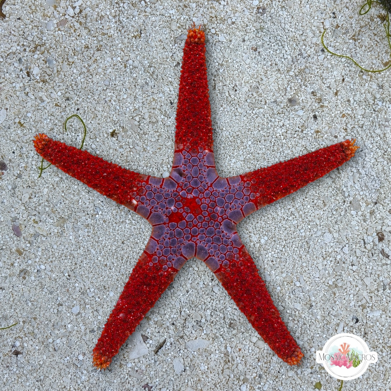 Superman Tile Starfish | Fromia monilis