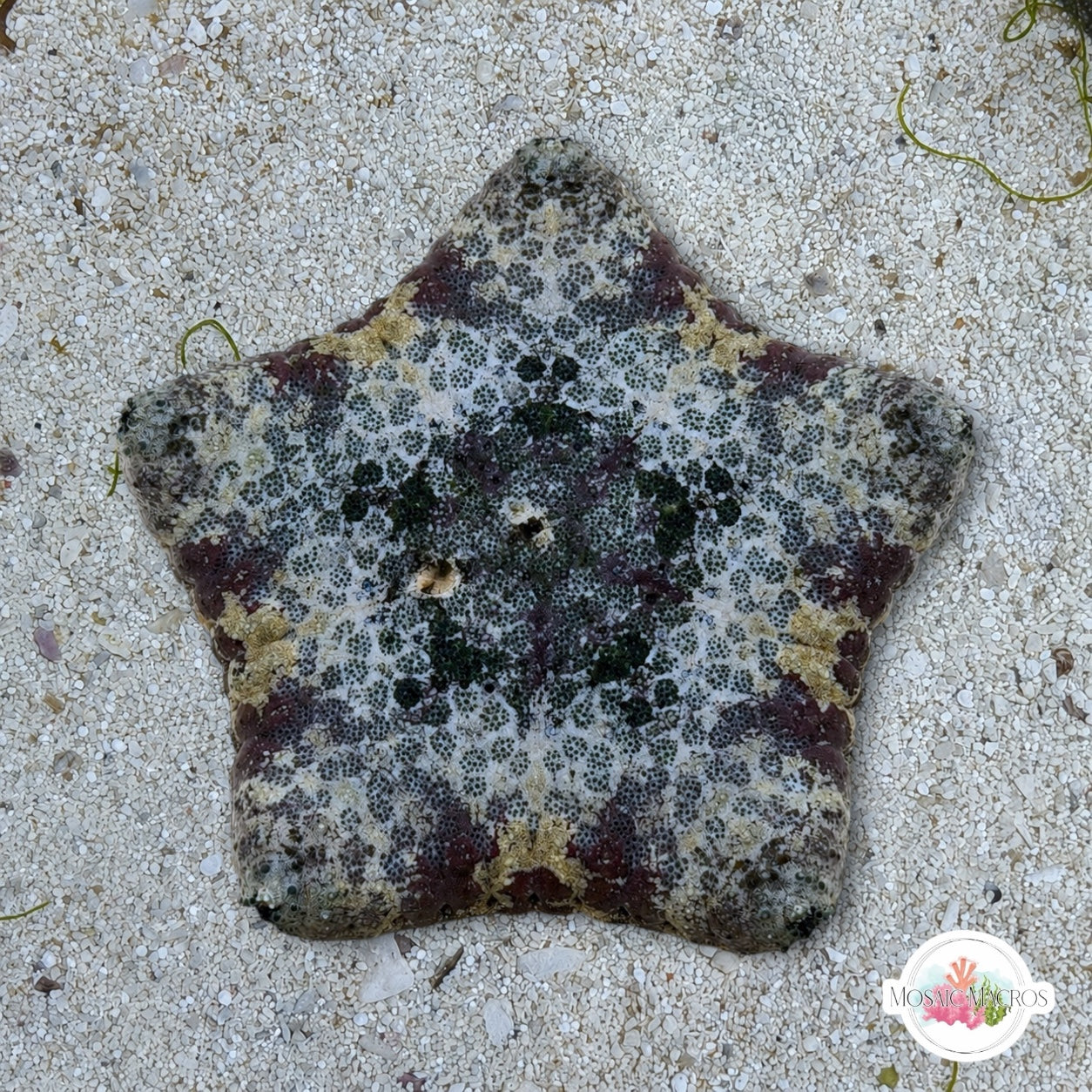Blue-Gray Biscuit Starfish | Tosia sp.