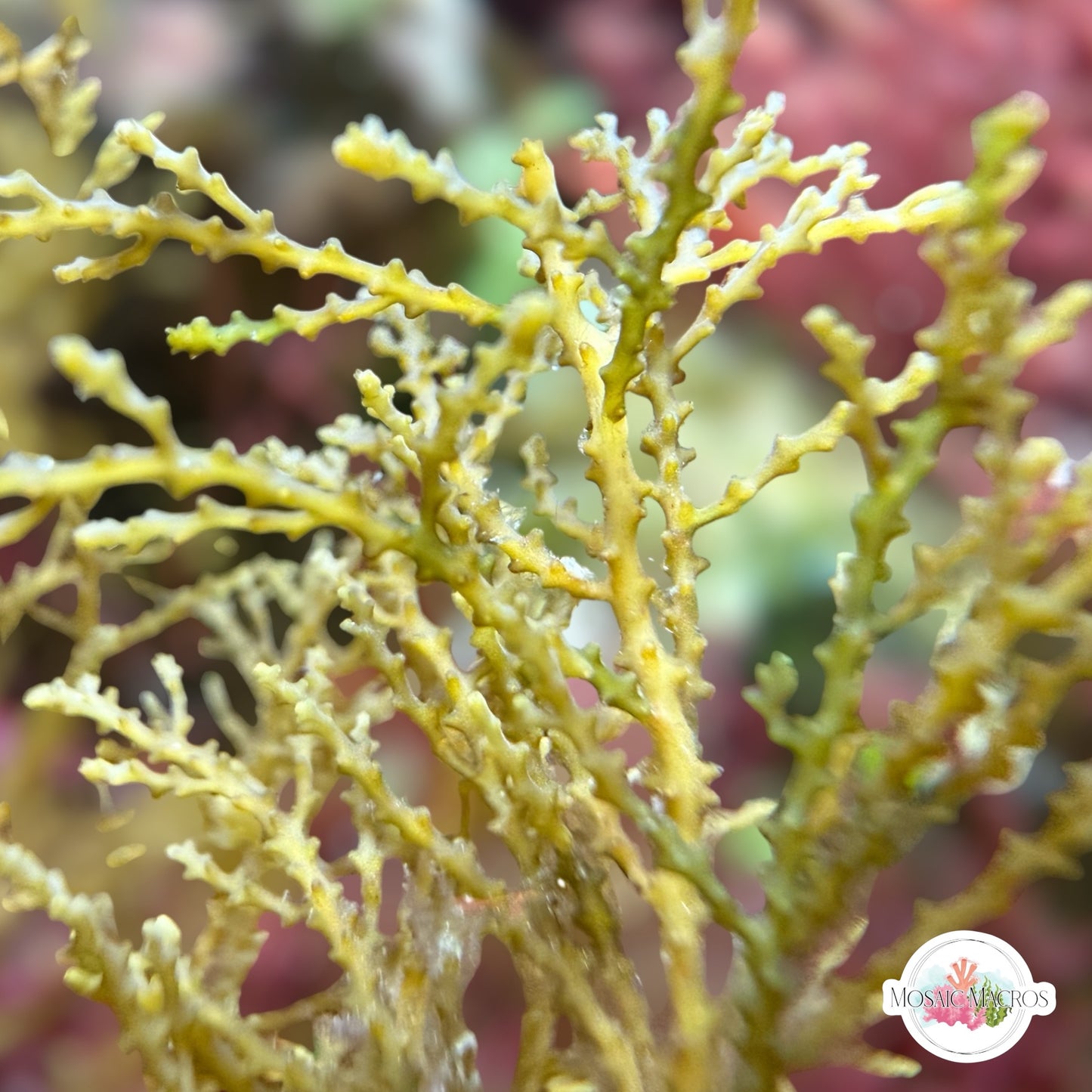 Zig-Zag Kelp Macroalgae | Sargassum sp.