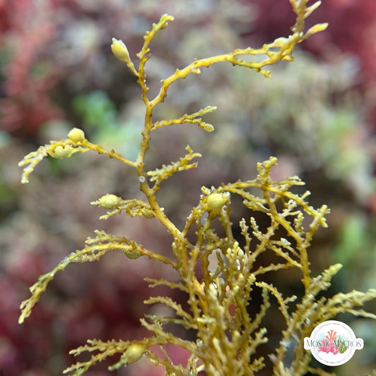 Zig-Zag Kelp Macroalgae | Sargassum sp.