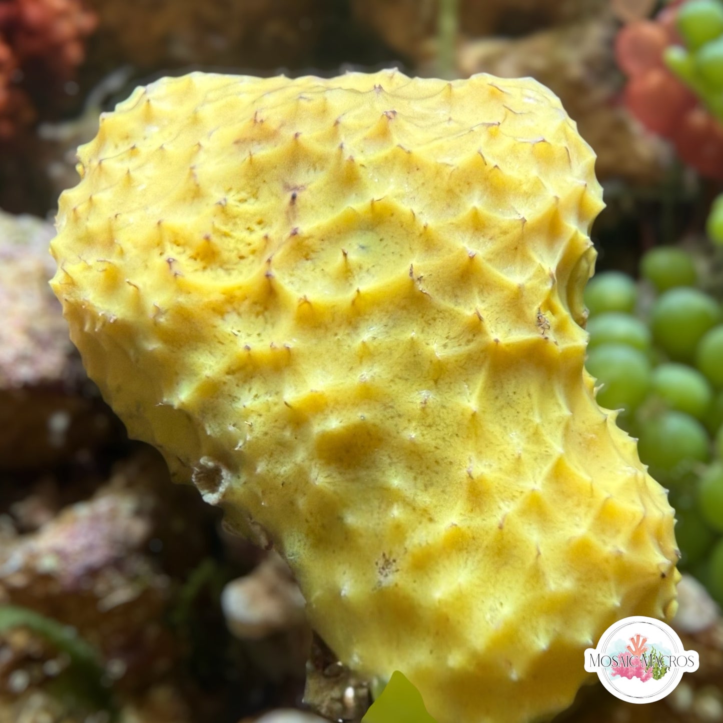 Pineapple Sponge | Unknown sp.