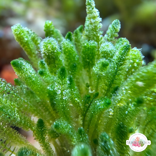 Pipe-Cleaner Fern Macroalgae | Batophora sp.