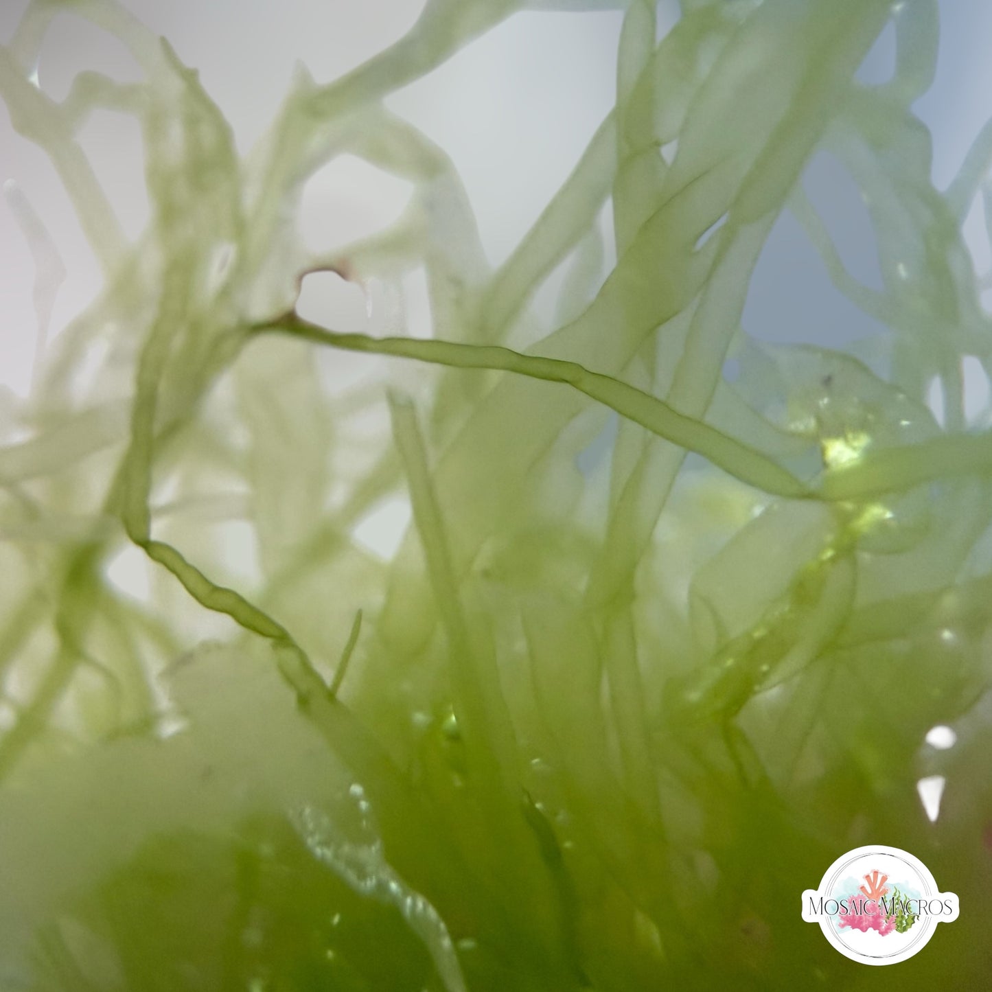 Gutweed Macroalgae | Ulva intestinalis