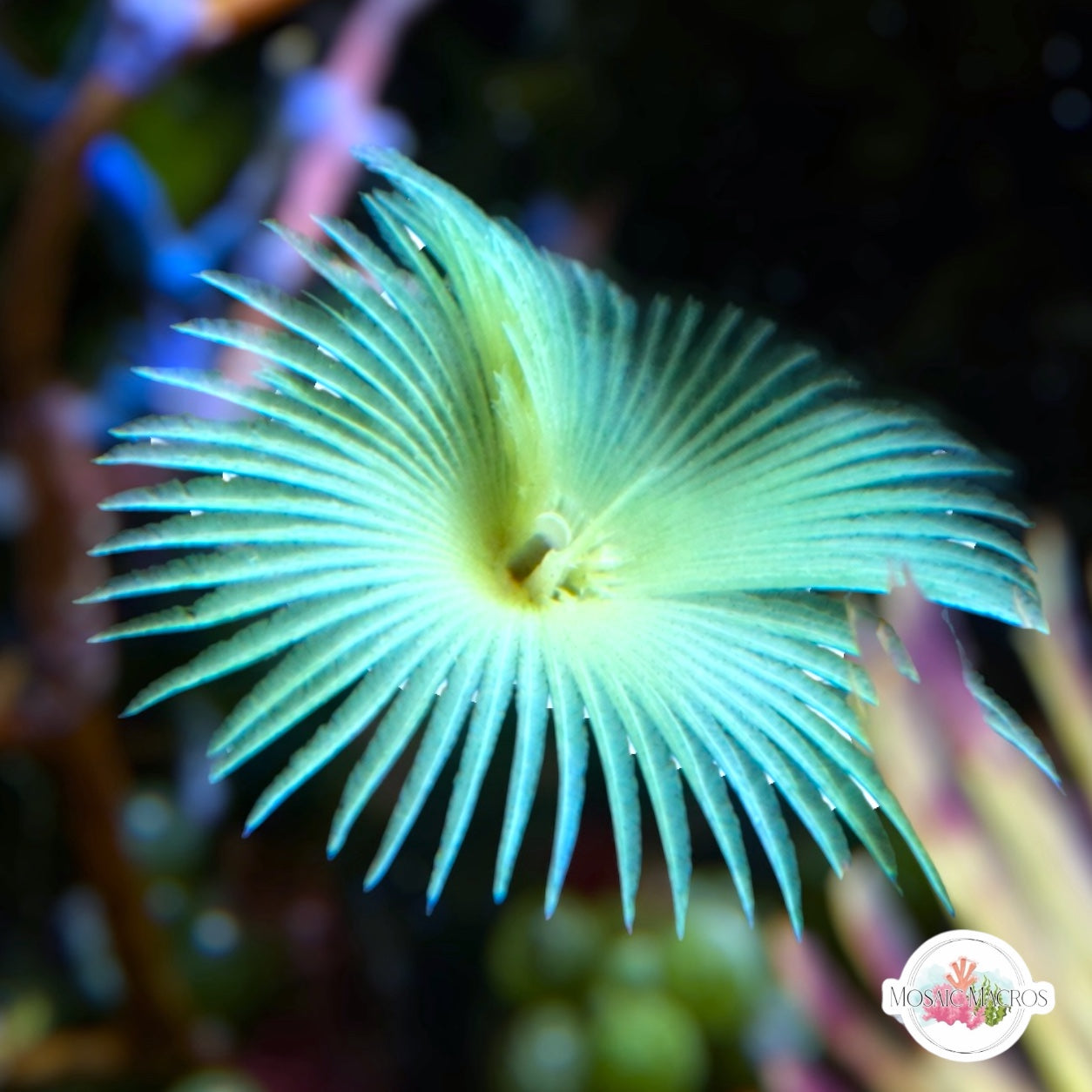 Neon Feather Duster | Sabellastarte sp.