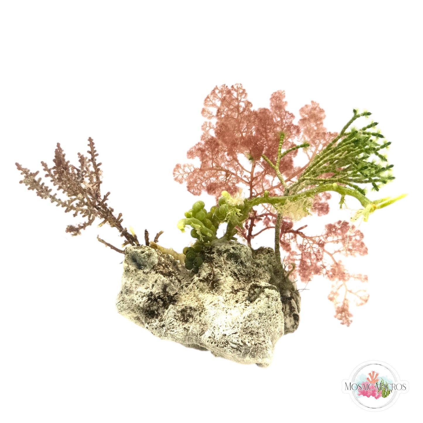 WYSWYG Flamingo Feather, Jointed Tuft, Laurencia, & Caulerpa