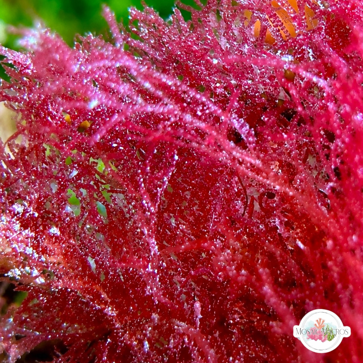Pink Whispy Turf Macroalgae | Unknown sp.