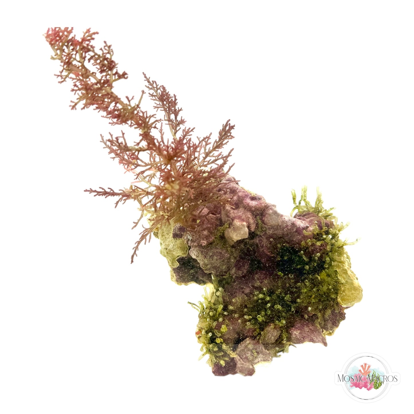 WYSYWG Intricate Laurencia