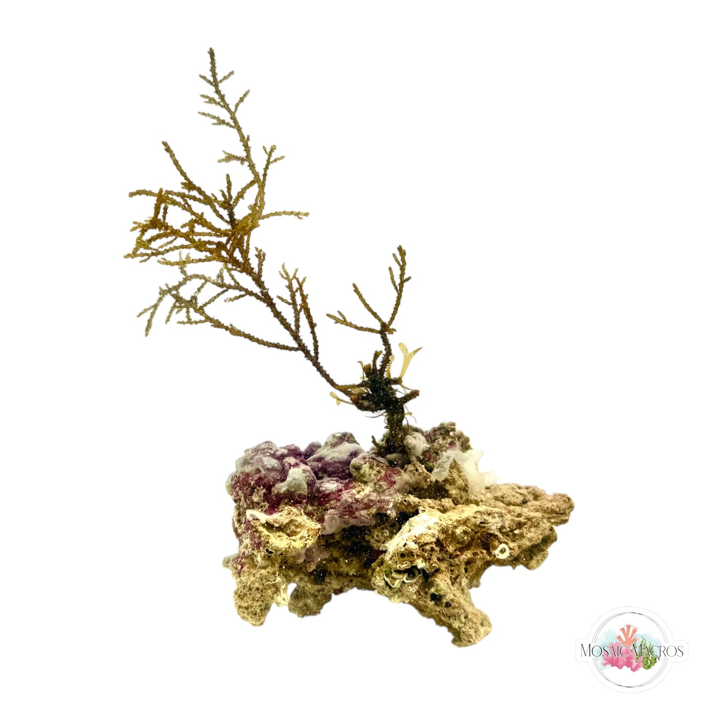 WYSYWG Zig-Zag Sargassum