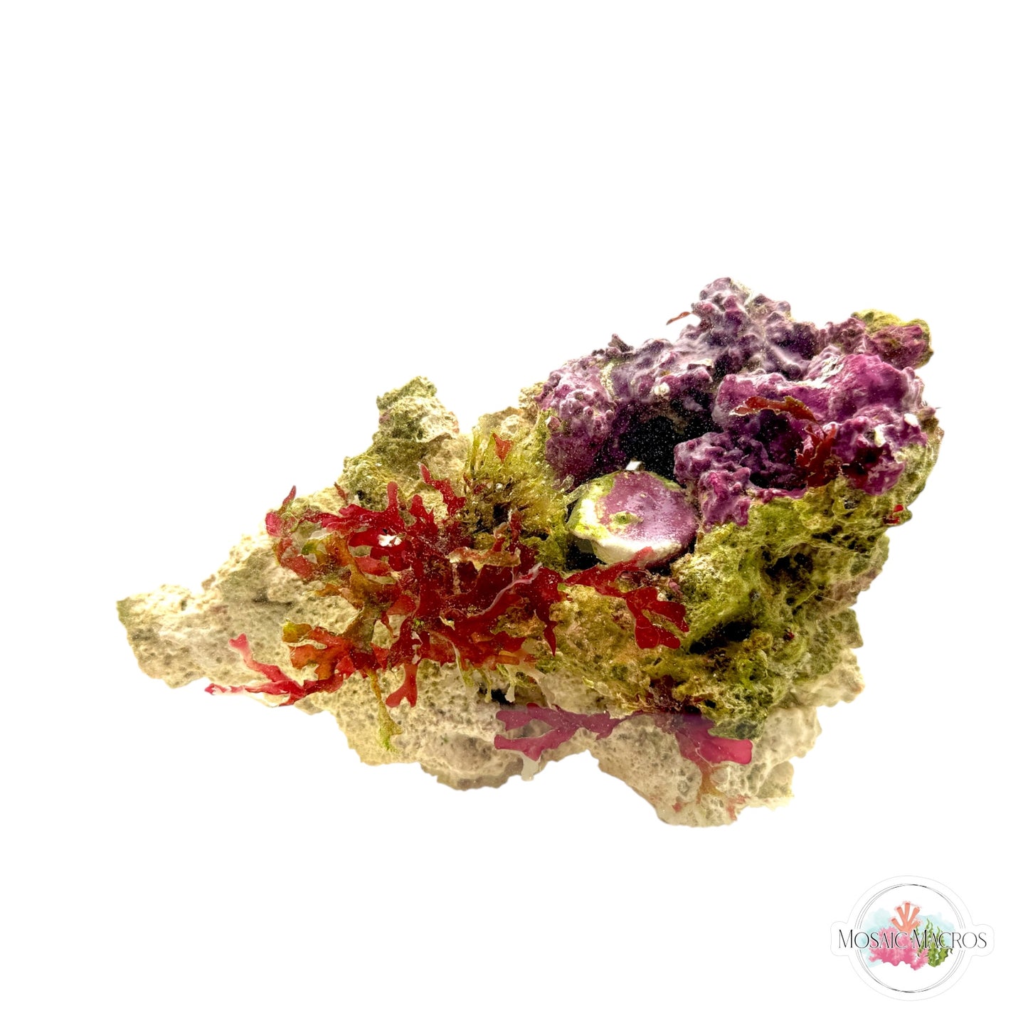 WYSWYG Bush Gracilaria