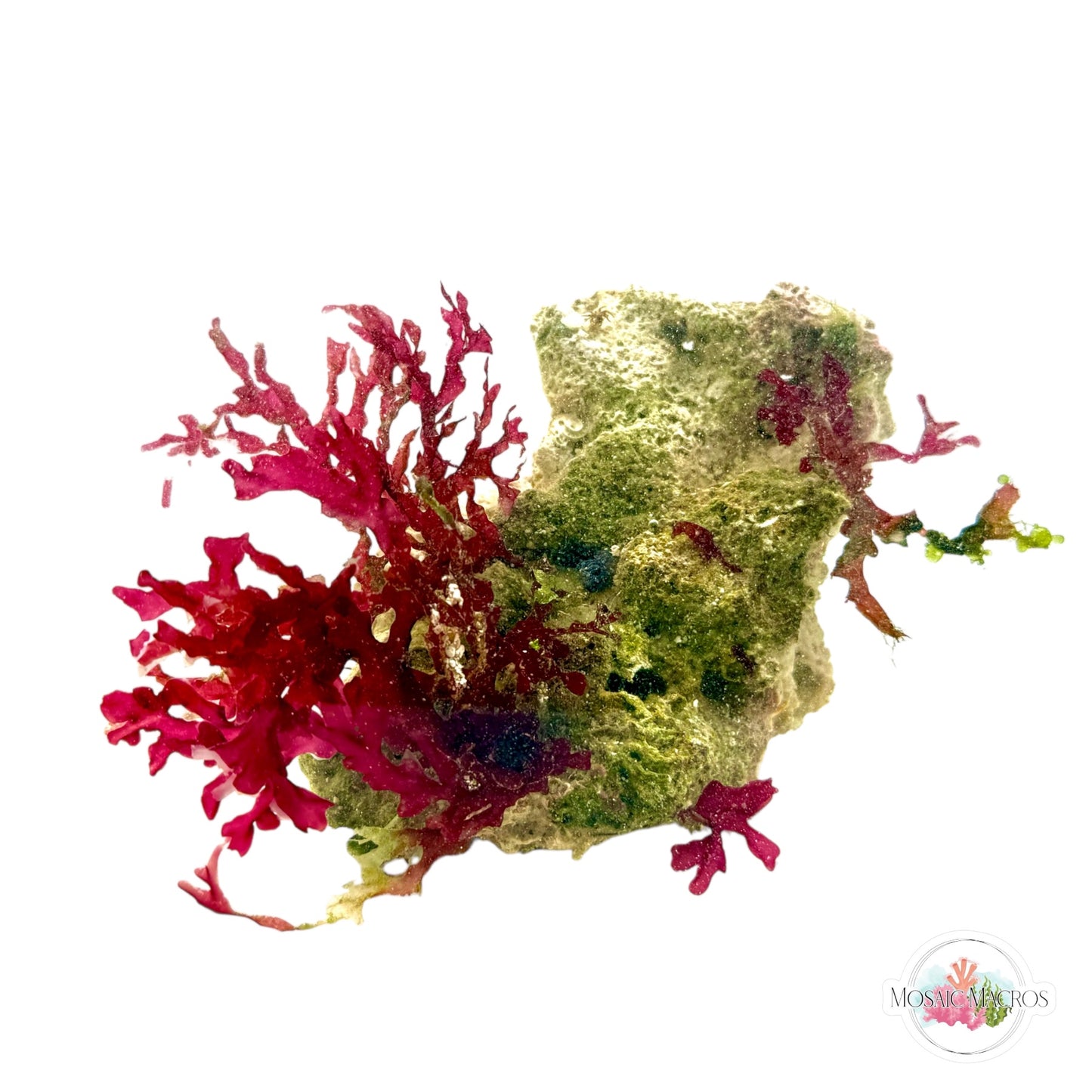 WYSWYG Bush Gracilaria