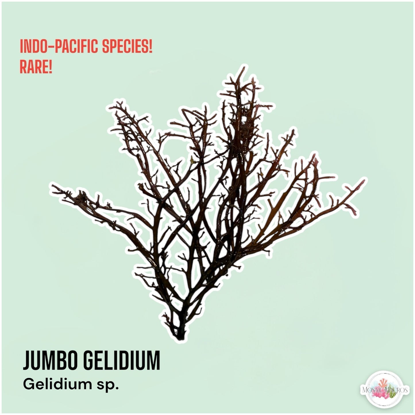 Jumbo Gelidium Macroalgae | Gelidium sp.