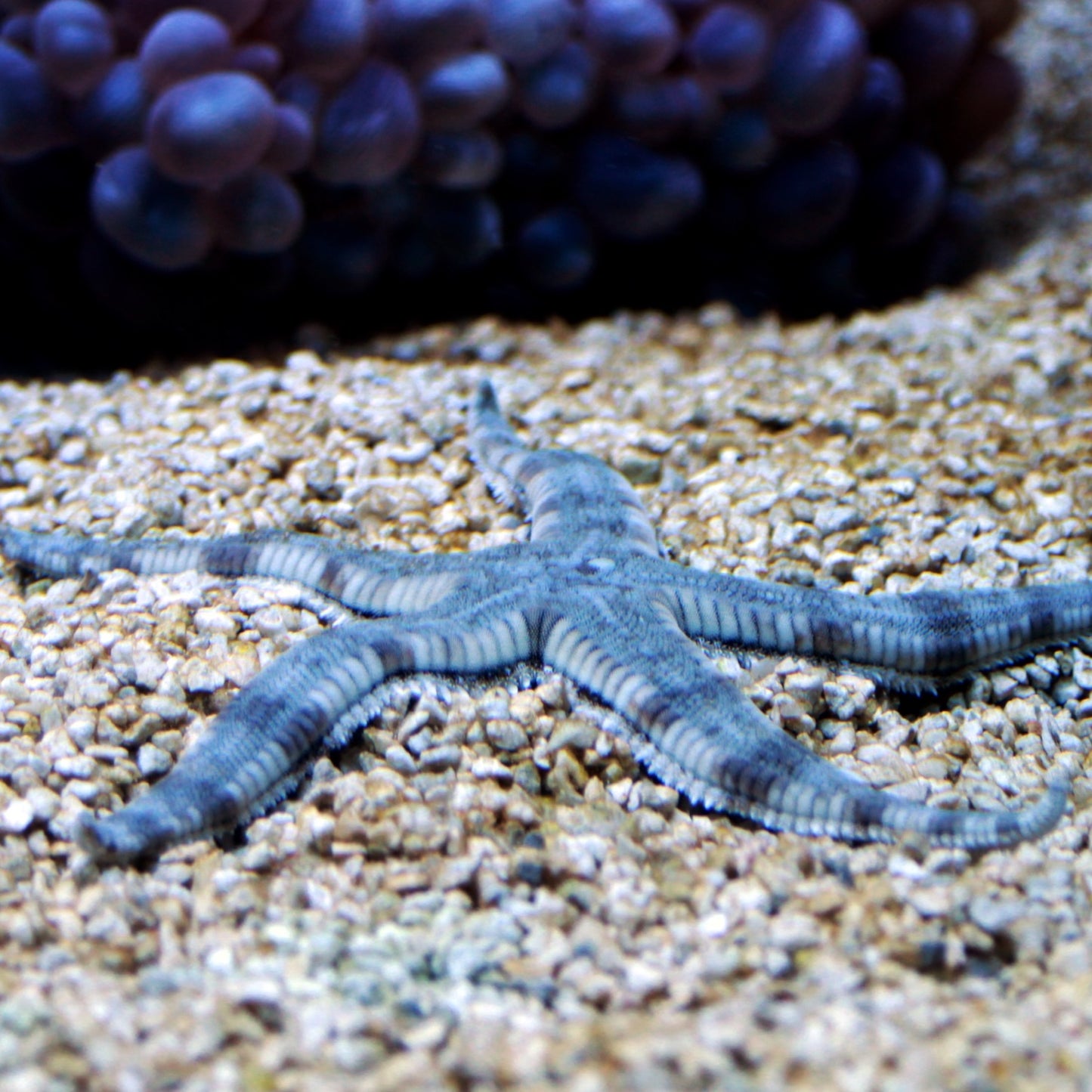 Sand-Sifting Starfish | Archaster typicus