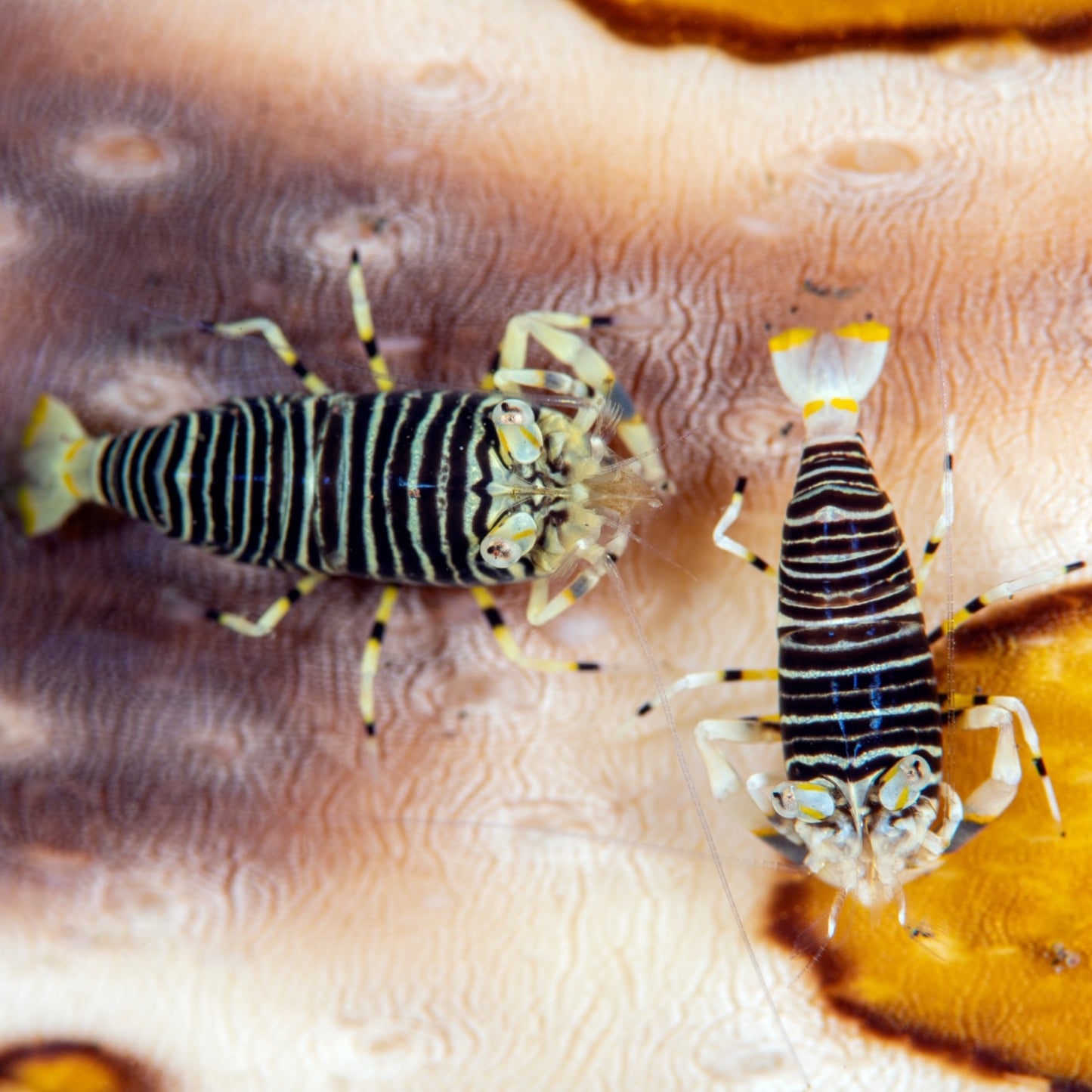 Bumblebee Shrimp | Gnathophyllum americanum