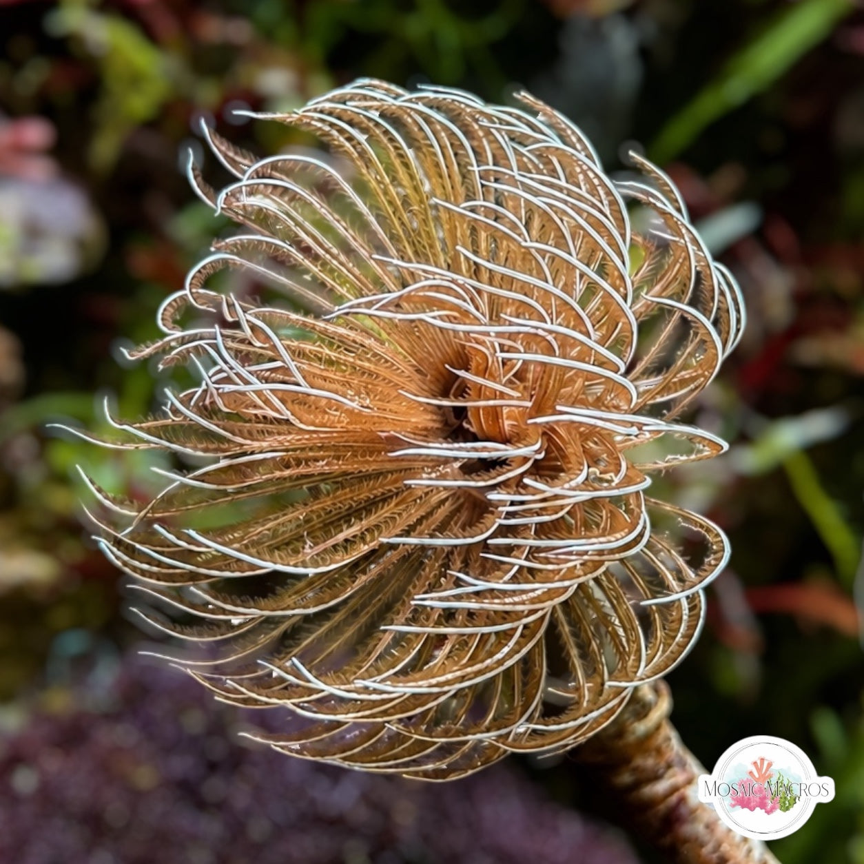 Southern Fanworm Feather Duster | Sabellastarte australiensis